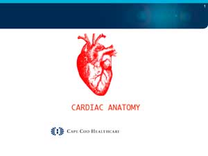 Cardiac Antomony